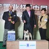 神兜兜法国斗牛犬舍