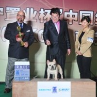 神兜兜法国斗牛犬舍 封面小图