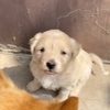 免费领养柴犬串串