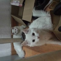 小白猫找领养