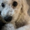 白色贵宾犬 找个好人家
