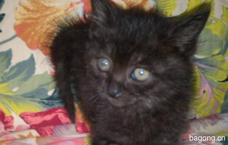 自家赠送可爱1月大小黑猫一只1