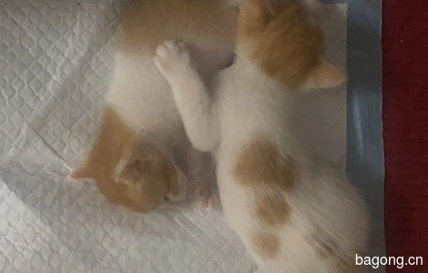 两只橘猫。两个月大。一只半橘。一只白多一点。1