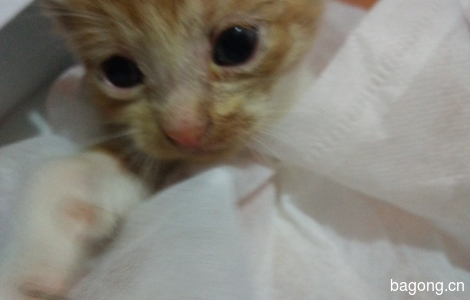 昨天救回的一个多月的小奶猫求包养！无任何领养要求1