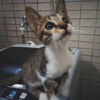 狸花猫领养