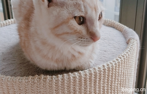 免费领养橘猫1