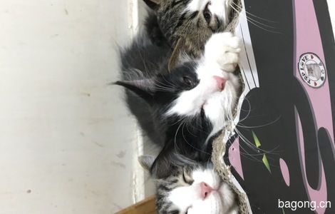 四个月大的猫仔，狸花，男娃女娃各一2
