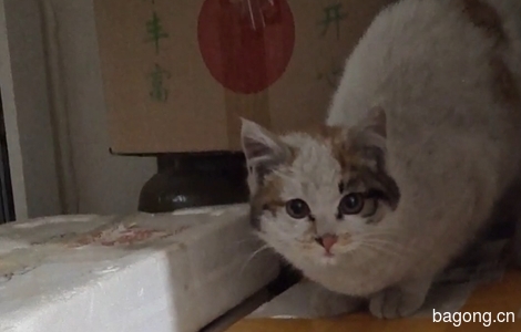 沈阳猫咪无偿领养2