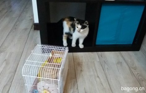 两个月小花猫,免费赠送,女猫。本人不是商家。0