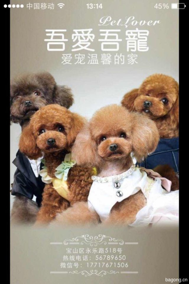 吾爱宠物 封面大图