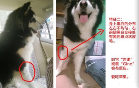 #5000元寻爱犬#2015年3月29号晚1...