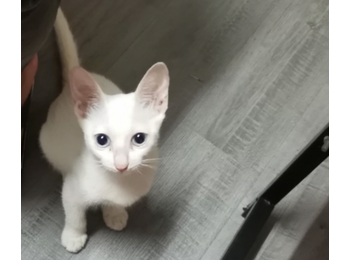 可爱小白猫求领养。