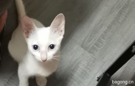 可爱小白猫求领养。0