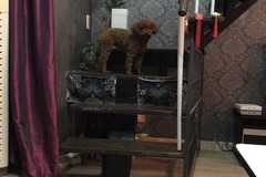 尼莫妈豪华私人宠物寄养5