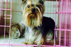 璟晨犬舍3
