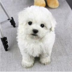 ：发一张自家的比熊犬，我觉德蛮萌的
