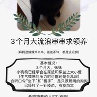 黑色狗狗领养