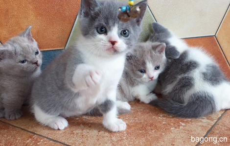家养蓝猫蓝白曼基康矮脚猫宠物猫1