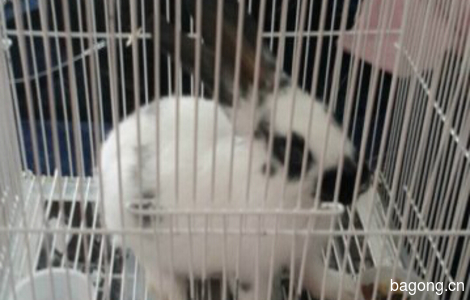 忍痛免费赠送一只熊猫兔子2