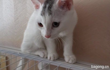 小白猫免费领养2