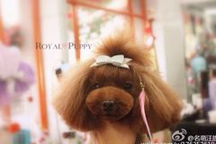 Royal Puppy 名萌汪族4