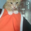 商丘一只3个多月的橘猫，名字叫围脖，脖子下面一圈白色毛，疫苗以打完，家住4楼，实在没办法养了，家里有事，谁喜欢200带走