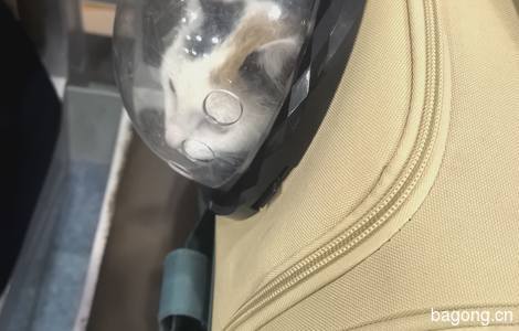 三花田园猫求领养0