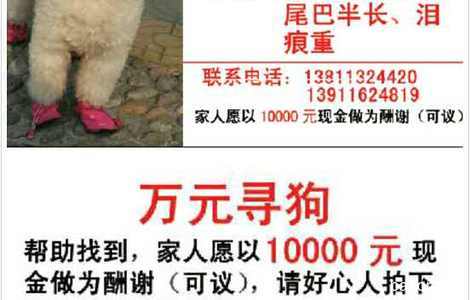 万元寻狗，白色贵宾，于1月26日...