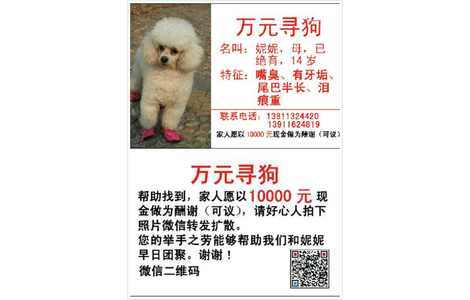 万元寻狗，白色贵宾，于1月26日...