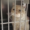 救助的加菲猫免费领养