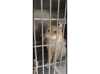 救助的加菲猫免费领养