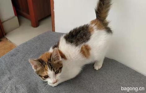 两个半月小公猫找领养，广州本地优先0