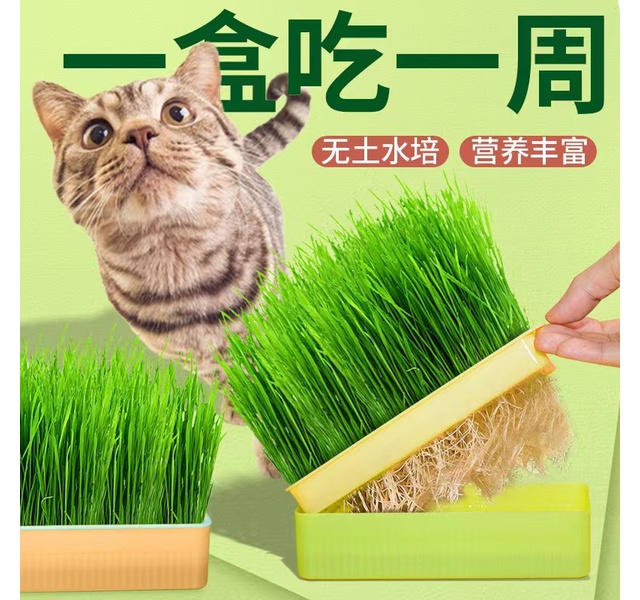 水培猫草