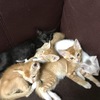 家养五只小猫送养，求抱走～（两个月大）