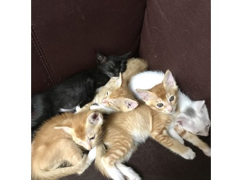 家养五只小猫送养，求...