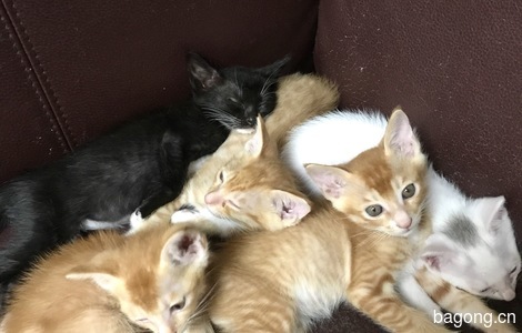 家养五只小猫送养，求抱走～（两个月大）0