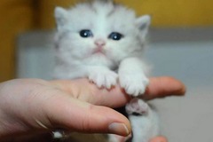 CFA猫狗宠物中心3
