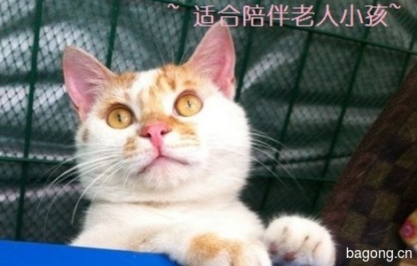 求助的小猫咪找长居上海人领养哦6