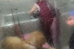 麦迪宠物0