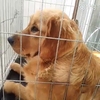 寻犬启示
寻  金毛犬  
母犬  ...