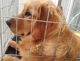 寻犬启示
寻  金毛犬  
母犬  ...