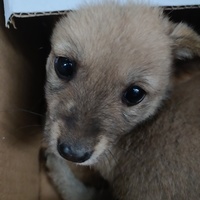 中华田园犬急需领养