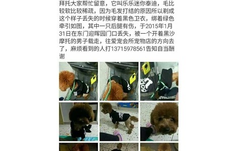 泰迪犬乐乐于1：30分左右，在东...