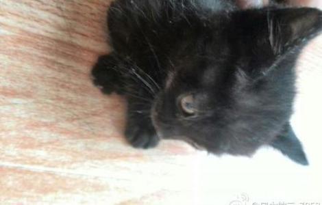 奶猫修罗，小弟弟2014-4-10出生，黑色找领养1
