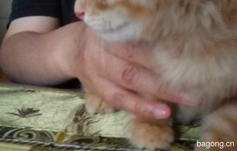 寻诚心爱猫的人士领养可爱小猫咪1