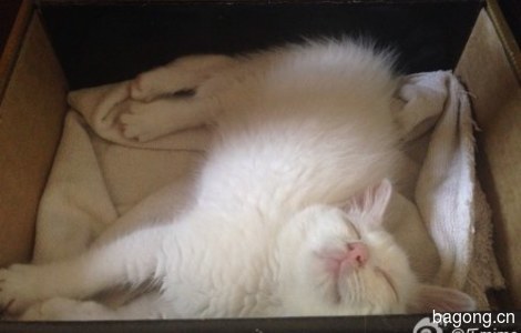 鸳鸯眼白色小奶猫，两个月大左右，眼睛一蓝一黄，很萌3