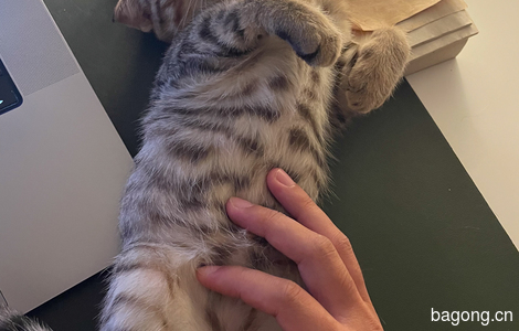上海流浪小猫免费领养3