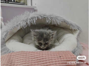 给小猫咪找一个稳定的...