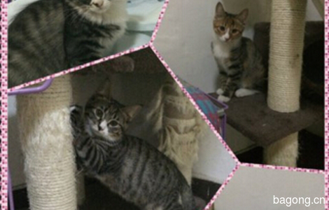 4只可爱猫咪找家啦0