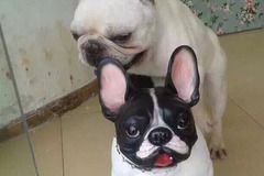 上海卡门犬舍5